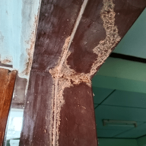 Selling a House With a Termite Problem [market_city]